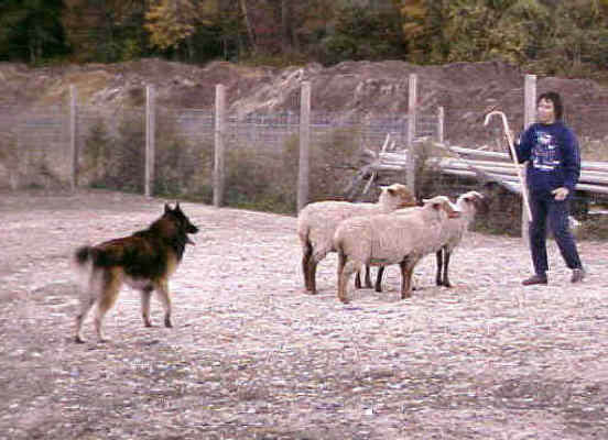 toivo_herd4