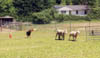 toivo_herd1