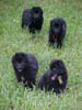 04_four_pups_MVC-353S