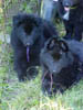 20_purple_and_pink_MVC-082S