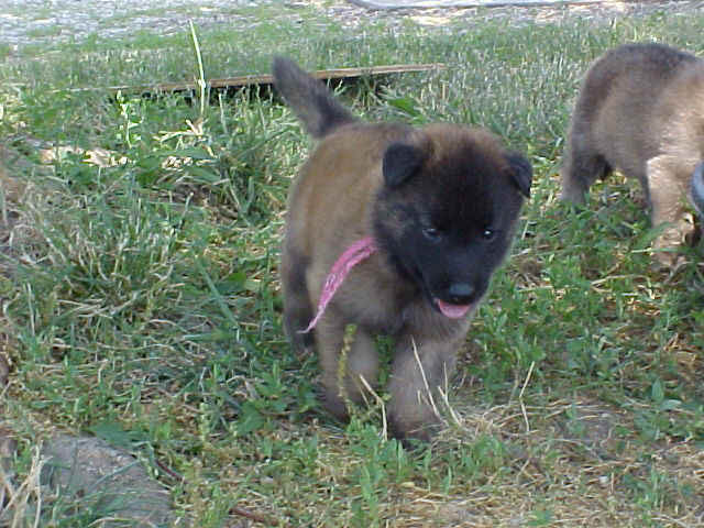 MVC-833F_4wks
