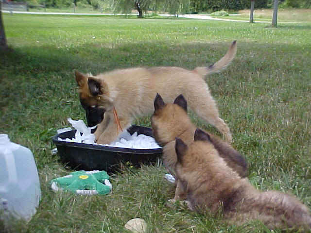 6wks_MVC-632F_pups_honey