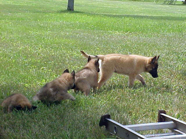 6wks_MVC-688F_pups_honey