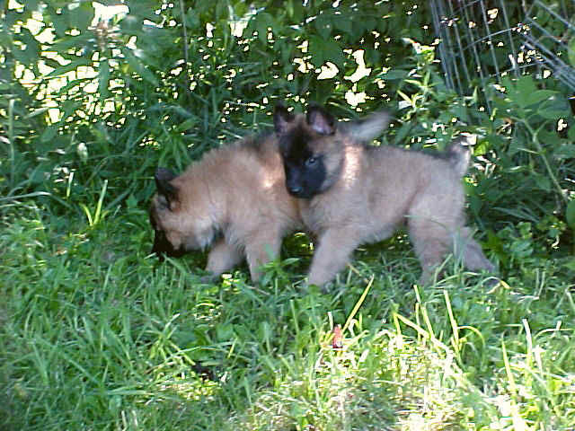 6wks_MVC-757F_pups