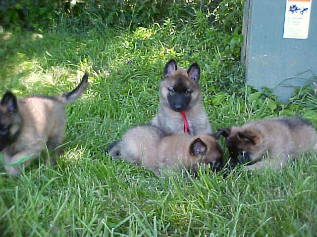 6wks_MVC-791F_red_pups