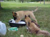 6wks_MVC-632F_pups_honey