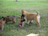 6wks_MVC-694F_pups_honey