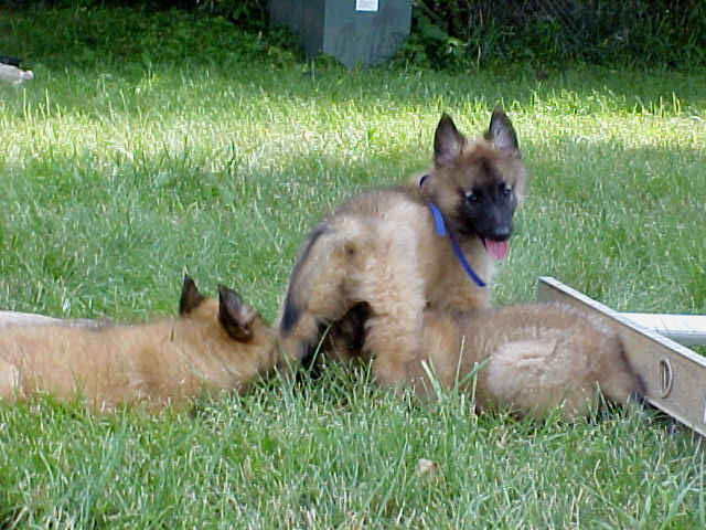 MVC-536F_8wks_blue_and_pups