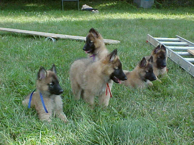 MVC-547F_8wks_pups