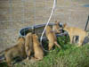 MVC-433F_8wks_pups_and_honey