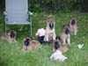 MVC-502F_8wks_pups_and_honey