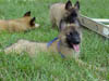 MVC-535F_8wks_blue_and_pups