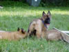 MVC-536F_8wks_blue_and_pups