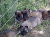 19_pups_MVC-008S