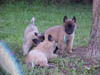 08_aqua_and_pups_MVC-655S