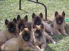 23_pups_MVC-010S