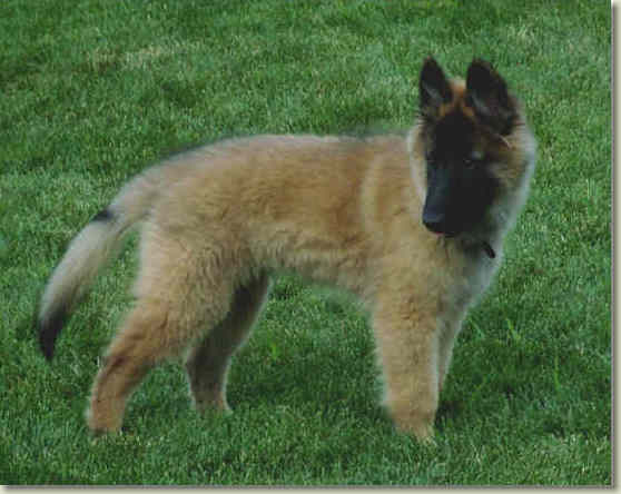Anubis at 3 mos of age