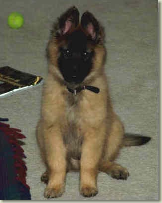 Anubis at 2.5 mos of age