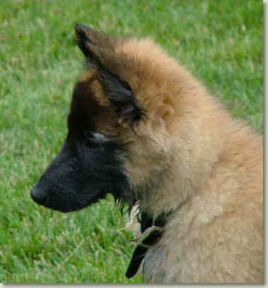 Anubis at 2.5 mos of age