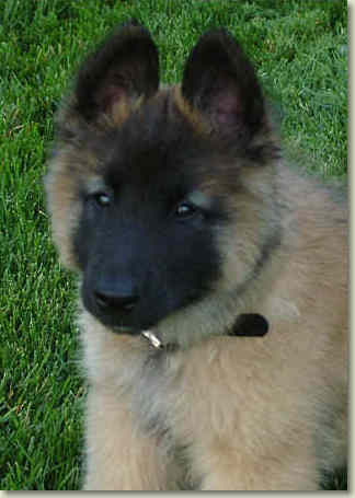 Anubis at 2 mos of age
