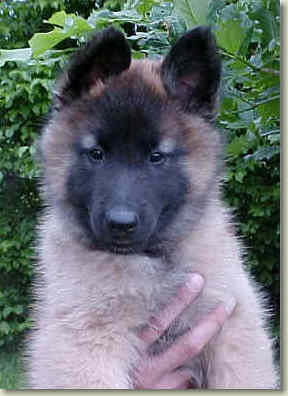 Anubis at 7 wks of age
