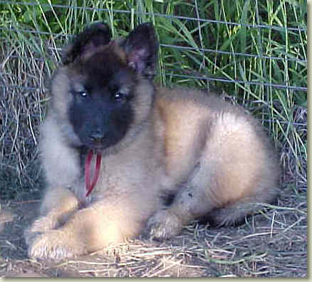 Anubis at 7 wks of age