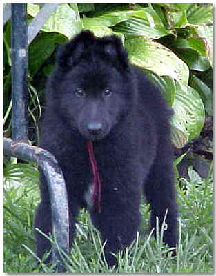 Bear @ 8 wks of age