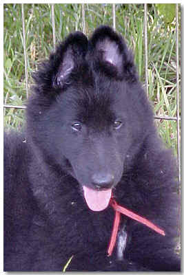 Bear @ 8 wks of age