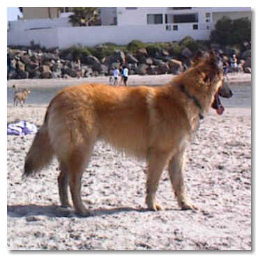 Ben at the beach