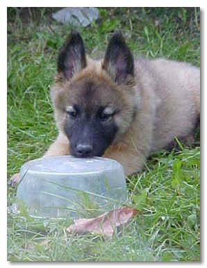 Ben at 8 wks of age