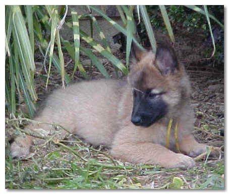 Ben at 8 wks of age