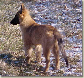 Danger at 15 wks of age