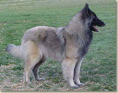 silver tervuren