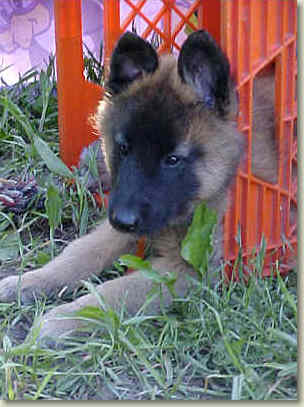 Kruiser at 7 wks of age