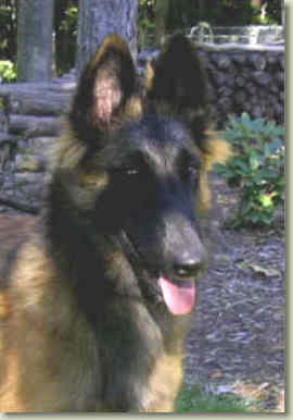 Lacey at 5 mos of age