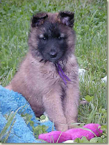 Lacey at 6 wks of age