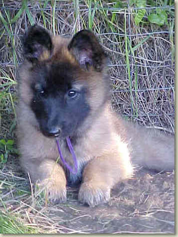 Lacey at 7 wks of age