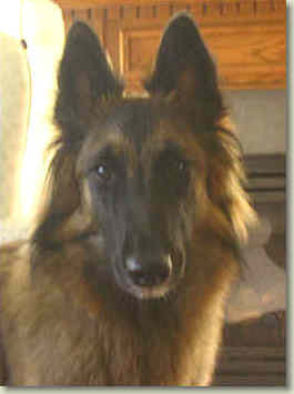 Lacey at 10 months of age