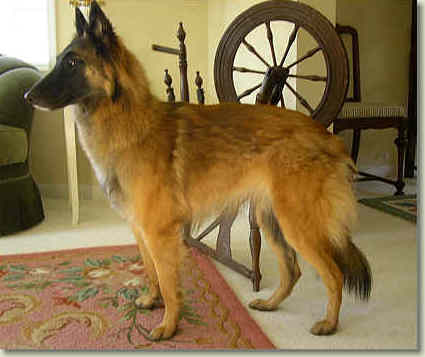 Lacey at 10 months of age