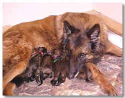 Marissa and puppies