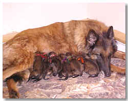 Marissa and puppies