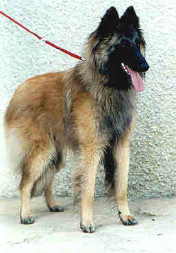 Milton at 1 year of age - photo courtesy Kennel Mahagonny