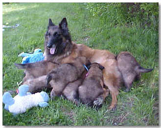 Mom and pups