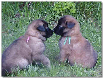 Pink Girl & Green Boy