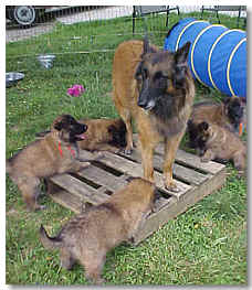 Pups glad to see mom