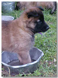 Purple Girl dipping in the water bowl