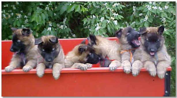 pups in wagon