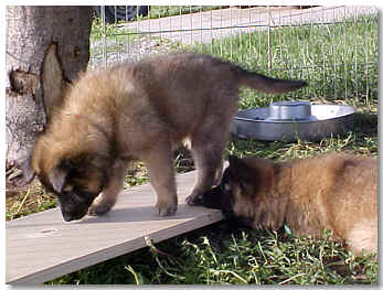 investigating the teeter