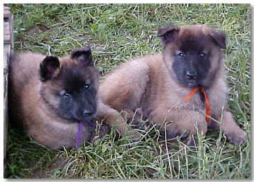 Purple Girl and Orange Boy