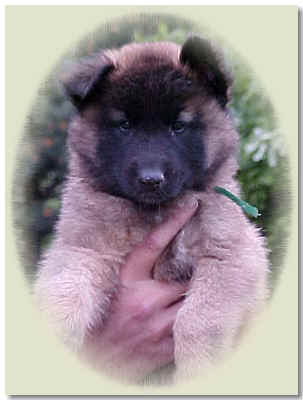 Green Boy @ 6wks